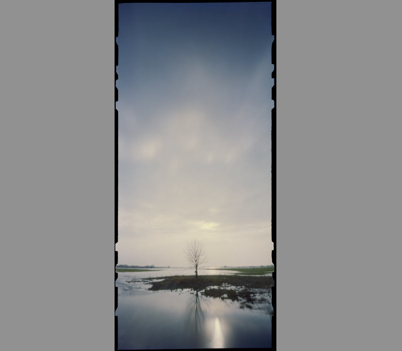 pinhole foto  schutz baum tree protection